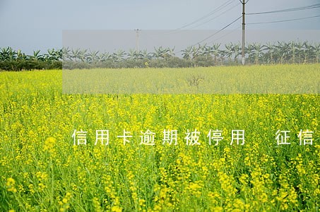 信用卡逾期被停用 征信